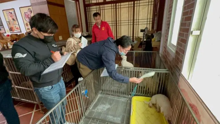 杜絕下個「人人犬舍」!苗栗縣府出重手 35家繁殖場「不預警隨機抽查」動真格