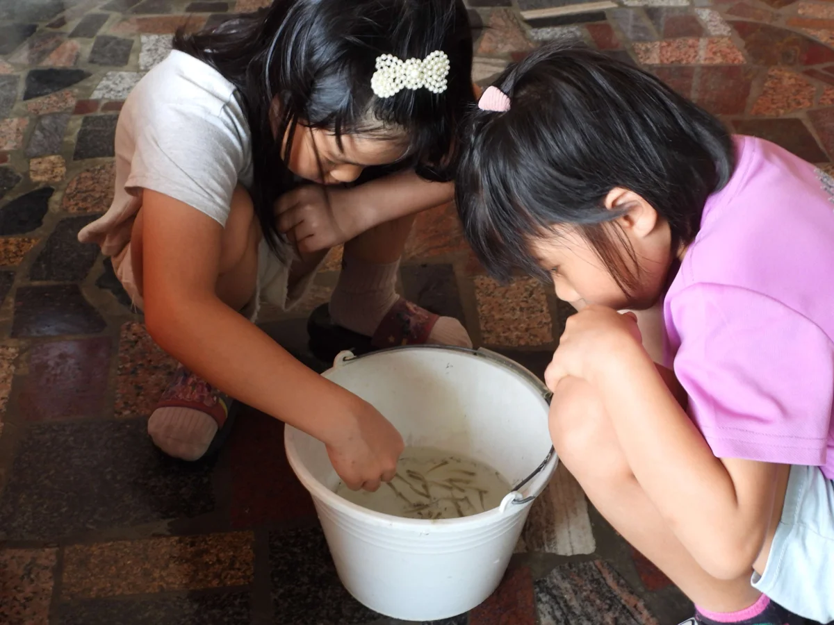 雲林宜梧國中用「濕地科學」奪全國大獎!成龍青鱂魚保育成最猛鄉土教材