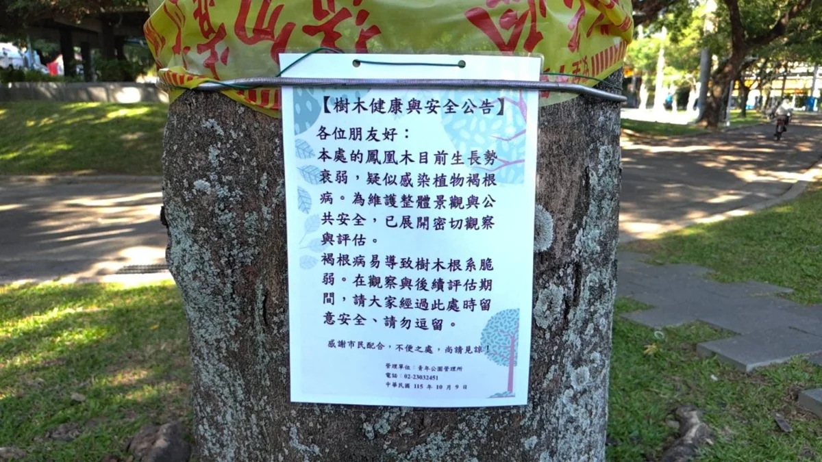 青年公園鳳凰木疑染「樹木絕症」!公園處急拉警報:已展開安全評估