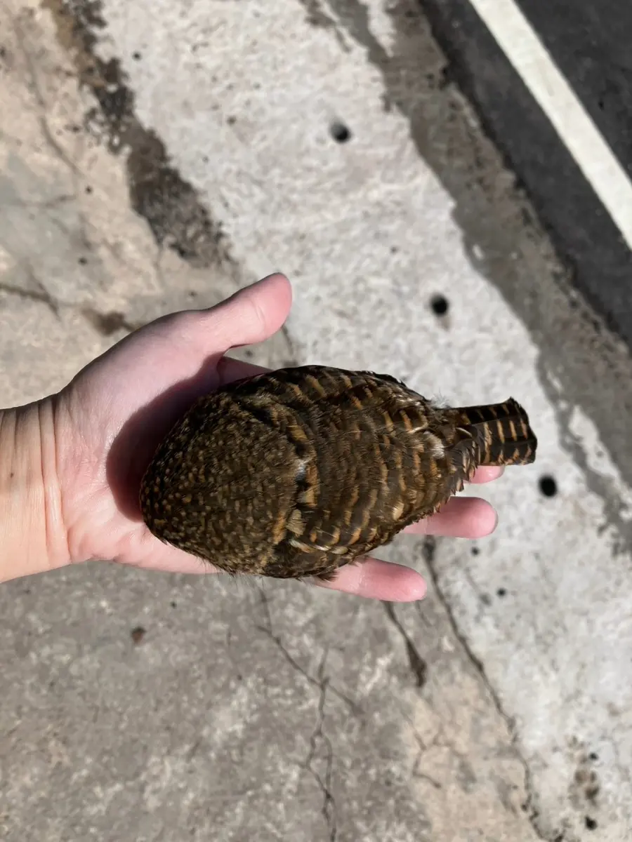 圖片來源:新北市政府