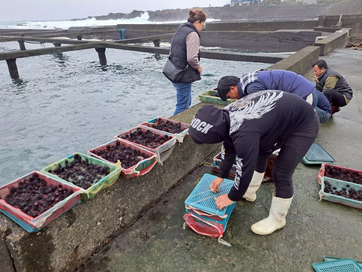 東北角夏季限定海味!紫海膽正肥美 貢寮3大推薦餐廳名單大公開