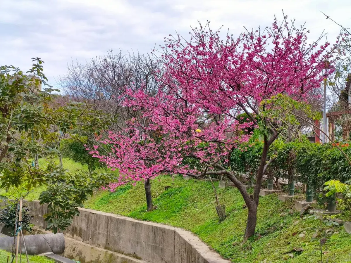 圖片來源:新北市政府