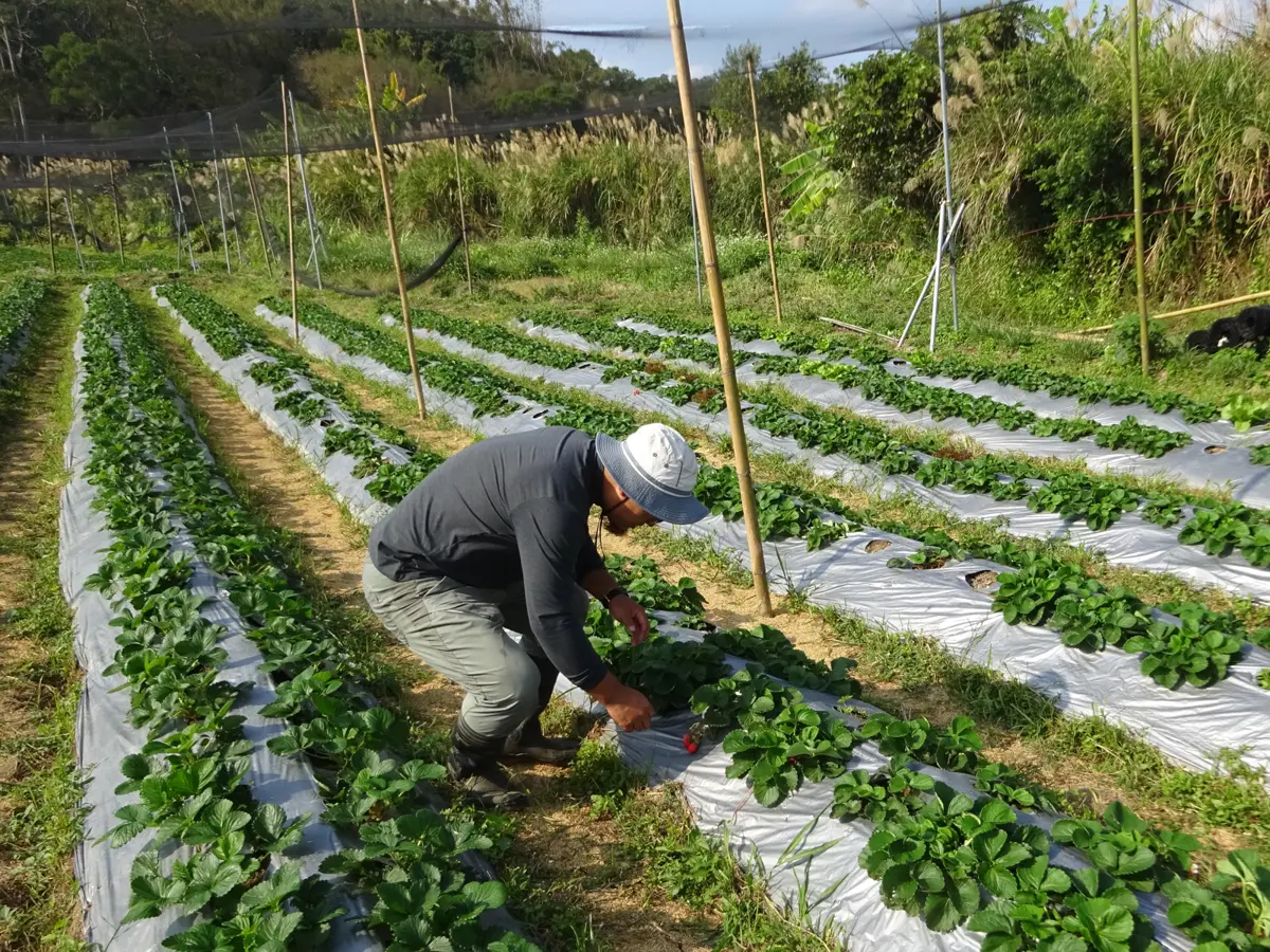竹市夏日食安保衛戰!市府籲農友安全用藥 違者最高罰15萬
