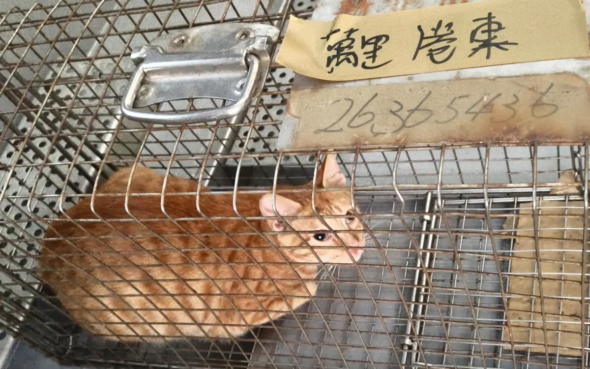 圖片來源:新北市政府