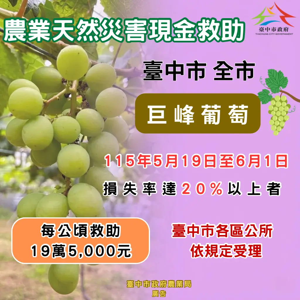 台中葡萄農注意!豪雨災損補助來了,每公頃最高19.5萬現金入袋
