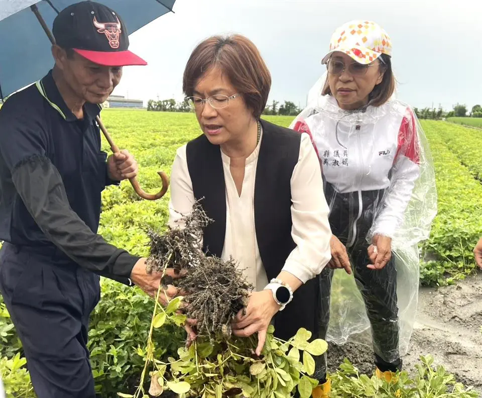 豪雨強襲！彰化大城花生泡水發芽 縣長王惠美急籲中央啟動現金救助