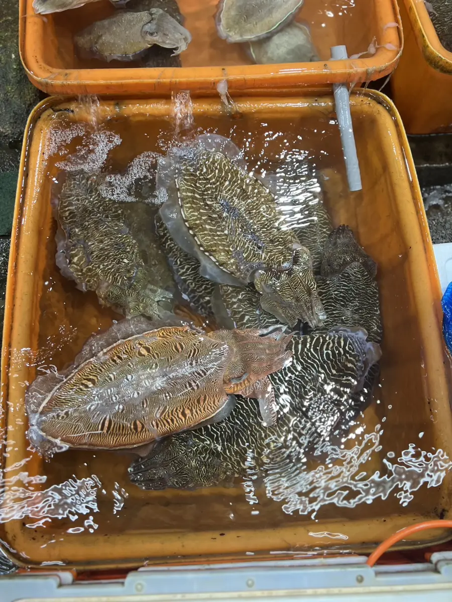 圖片來源:新北市政府