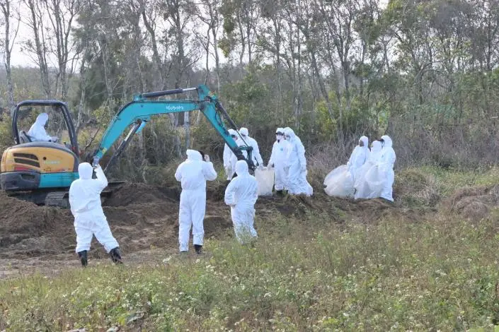 後龍驚爆千隻死雞!台中牧場亂倒 縣長鍾東錦震怒下令嚴辦