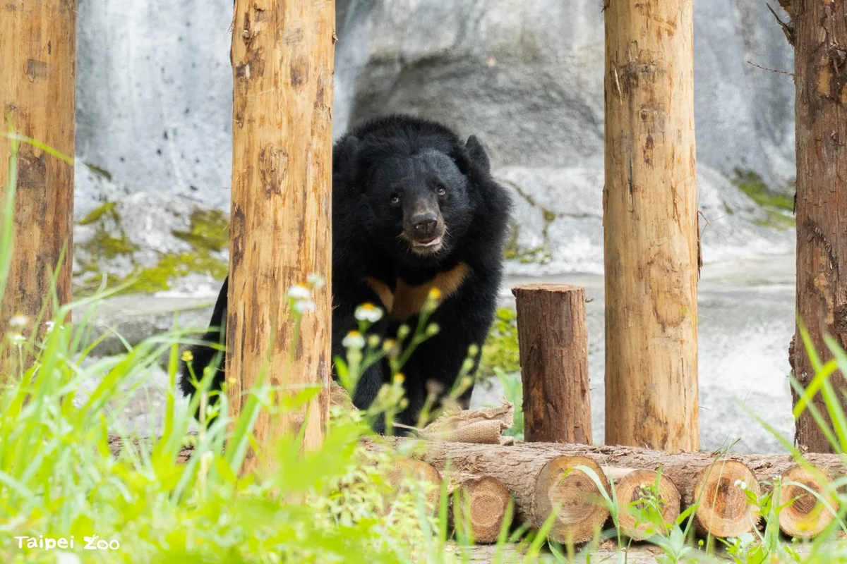 巴威颱風逼近!台北市立動物園7/11「夜間開放」確定暫停