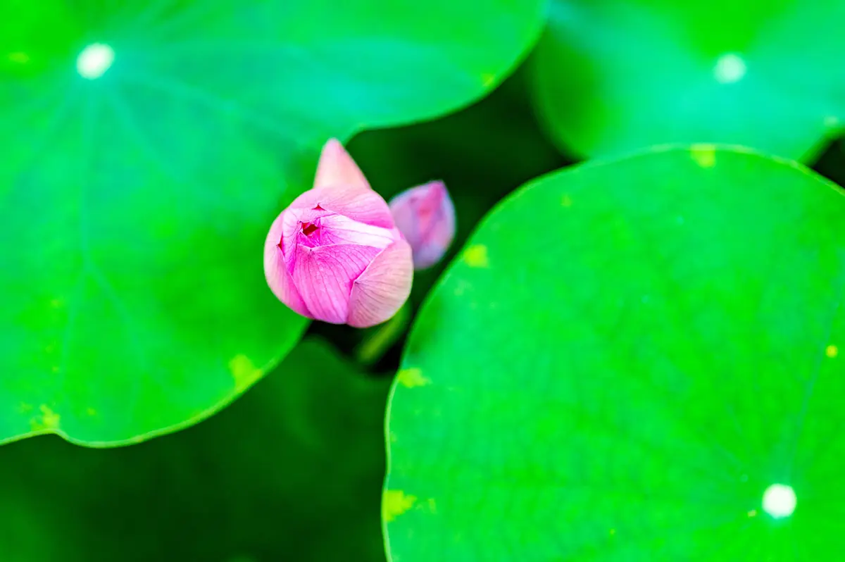 來桃園觀音賞蓮花,感受夏日蓮花季的魅力!