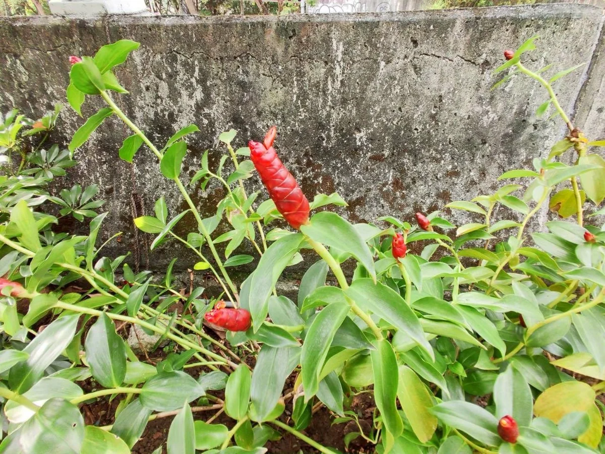 圖片來源：臺北市政府