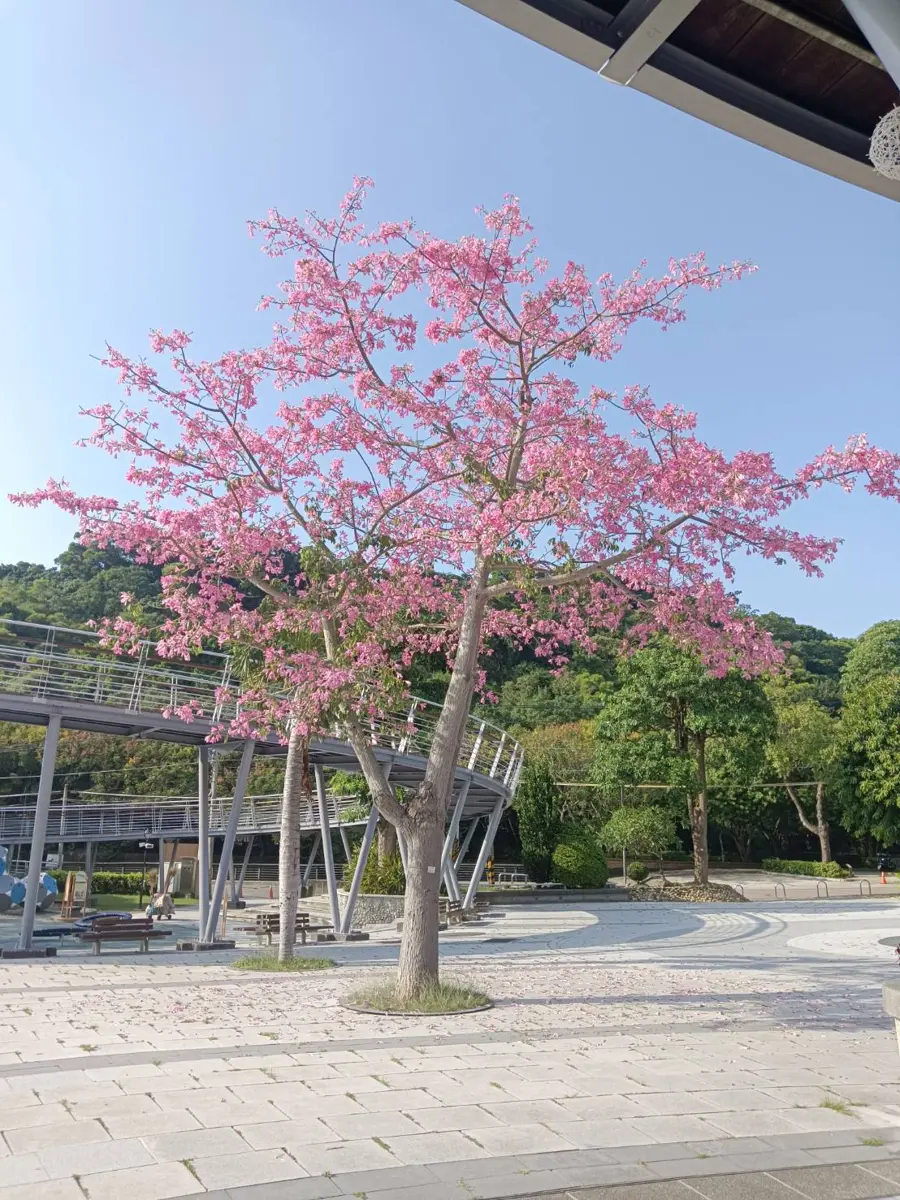圖片來源:臺中市政府