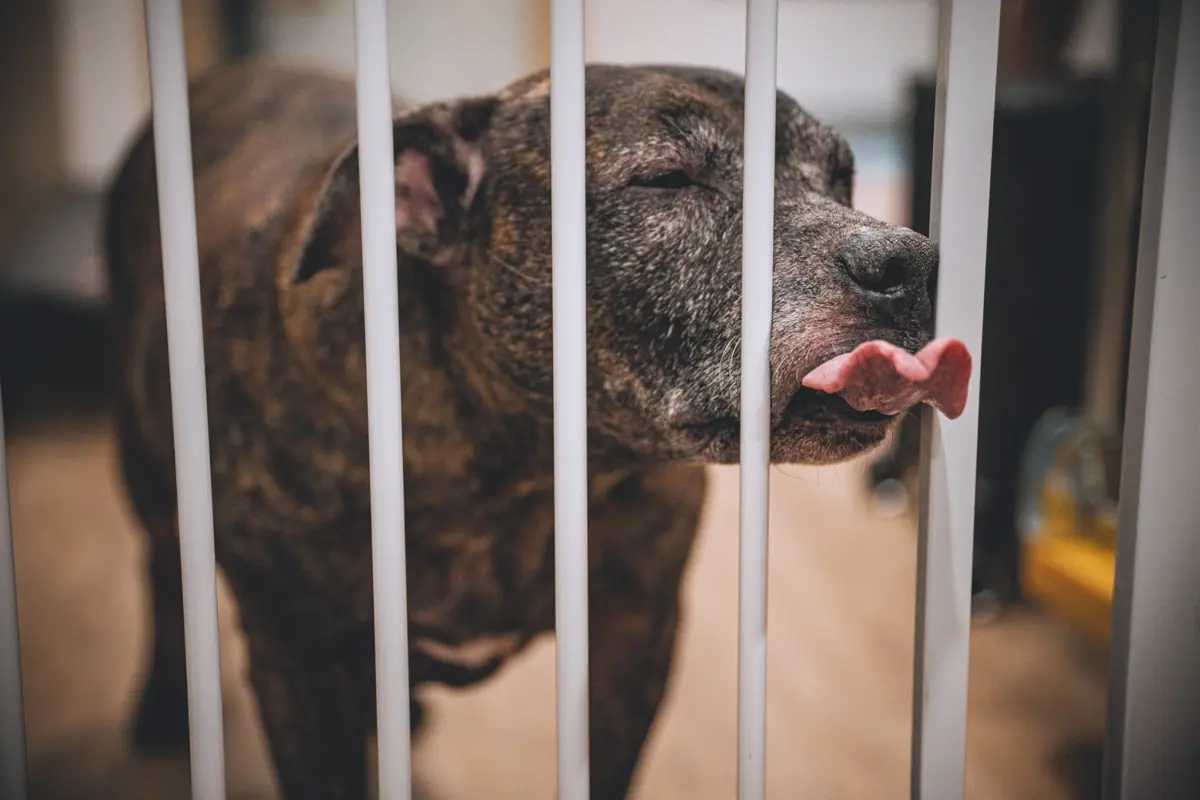 新北比特犬大訪查結果出爐!多數溫馴如貓?動保處揭「飼主責任」是關鍵