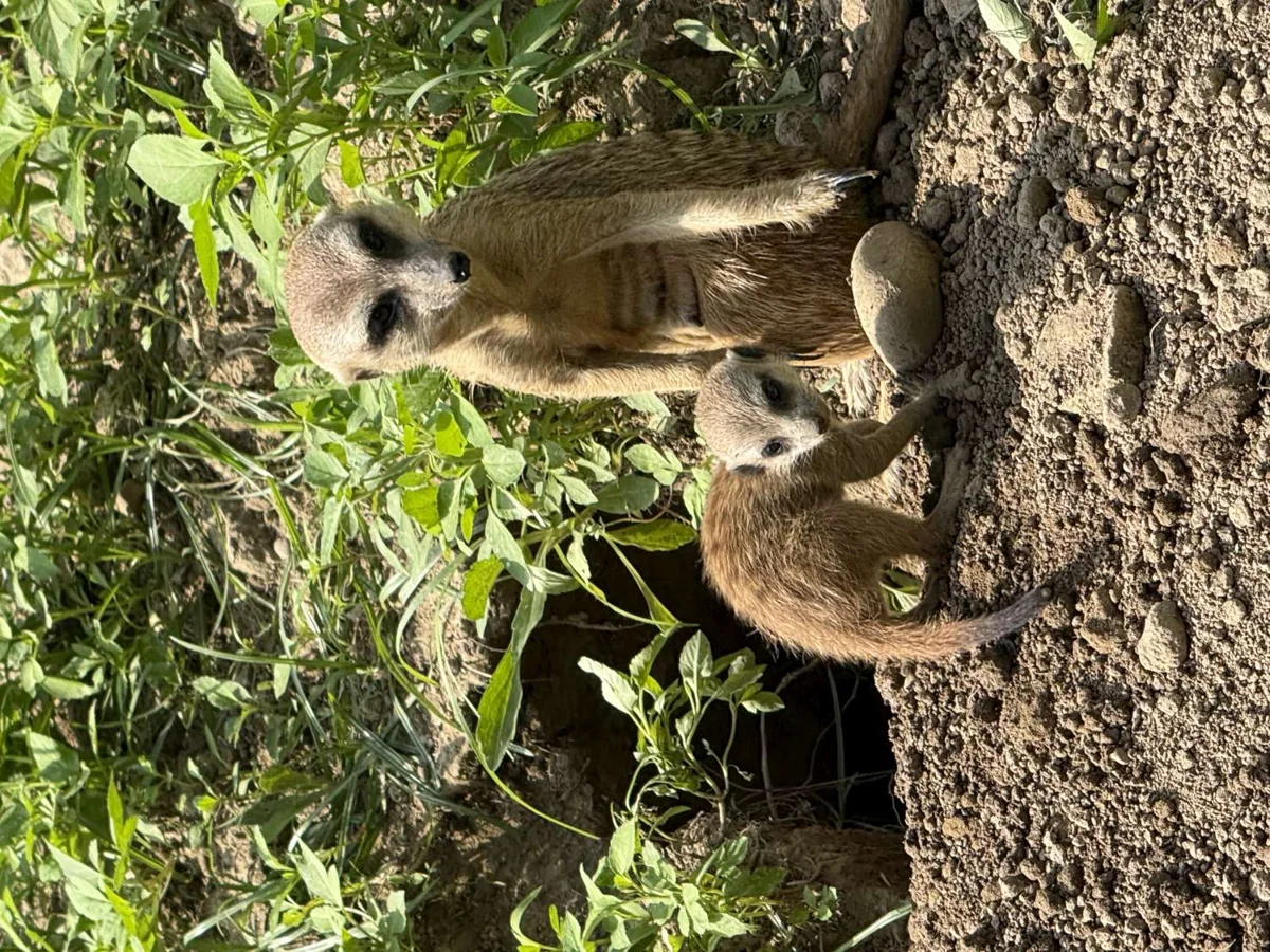 新竹動物園大升級!超萌狐獴寶寶誕生,全新禮品部開幕享9折優惠