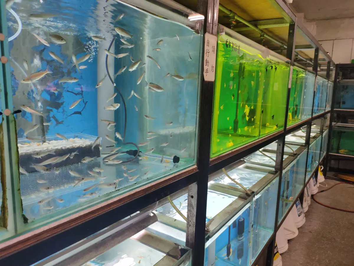 圖片來源:新北市政府
