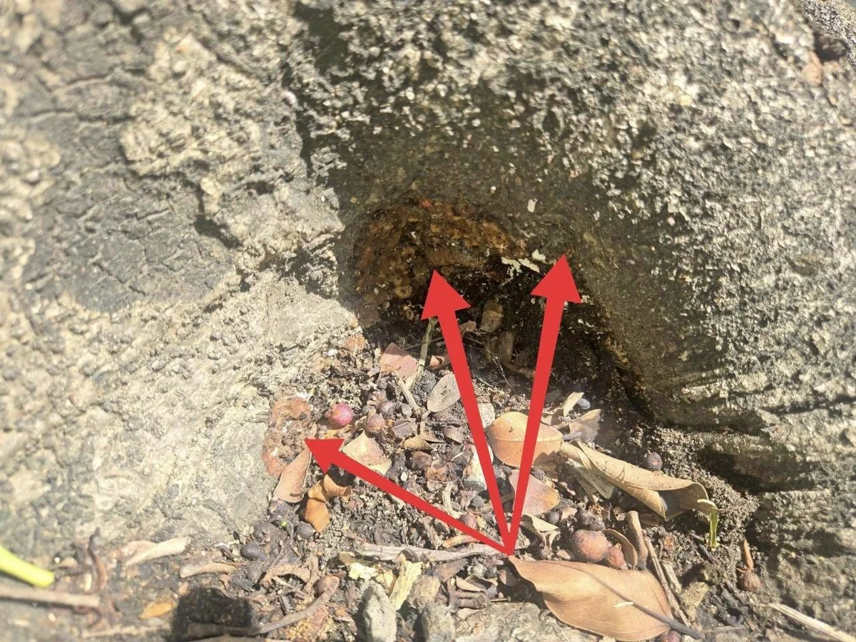 榮總周邊路樹遭「無故砍伐」?北市公園處急澄清:染「這病」恐危及公安已依法移除
