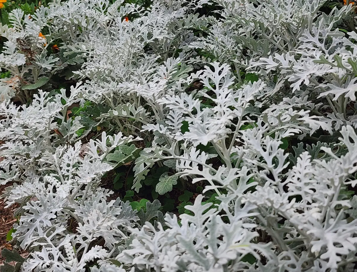 台北仁愛路變身「春季花廊」!加羅林魚木、銀葉菊爭豔,通勤族必看療癒風景