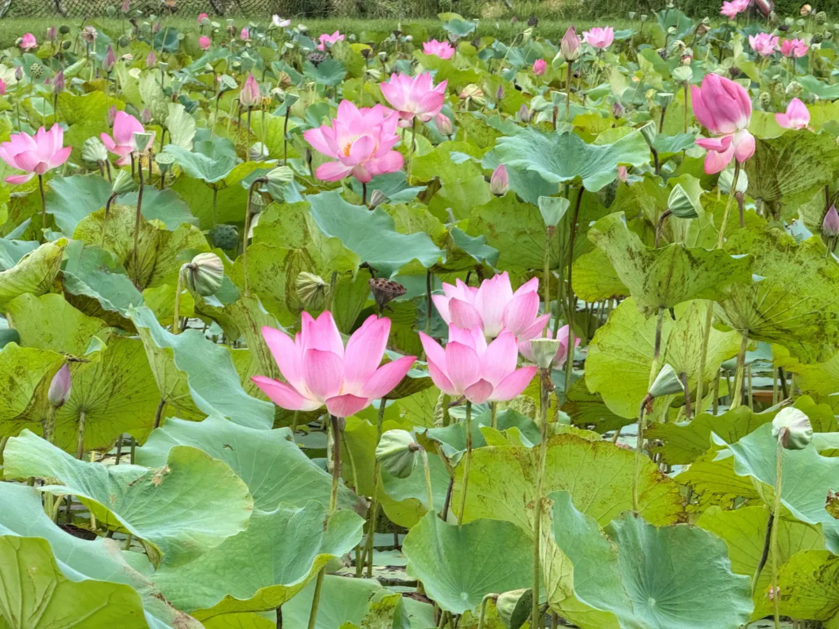 新北山佳河濱公園荷花美景正盛 民眾拍照放鬆好去處