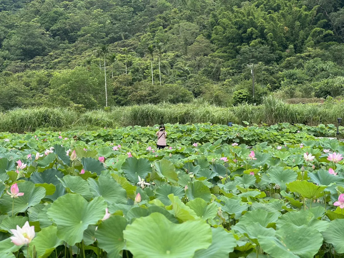 圖片來源:新北市政府