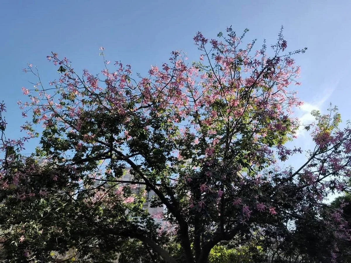 圖片來源:臺北市政府