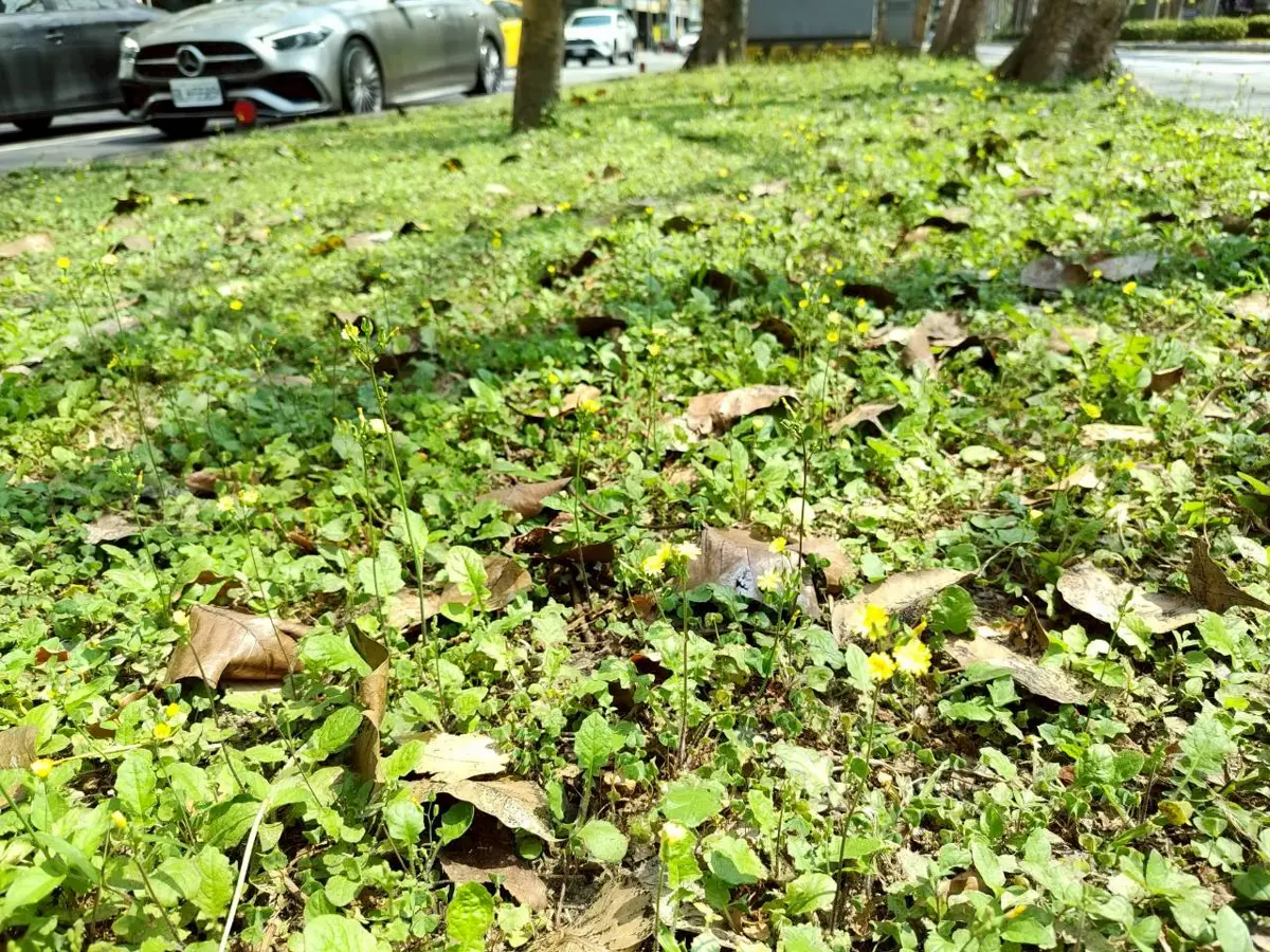 圖片來源:臺北市政府