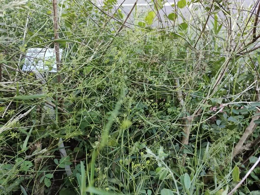 圖片來源:臺北市政府