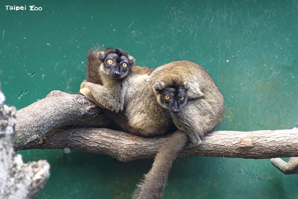 北市動物園奪冠!獨創「馬陸防蚊液」讓狐猴嗨翻、還能揪團社交