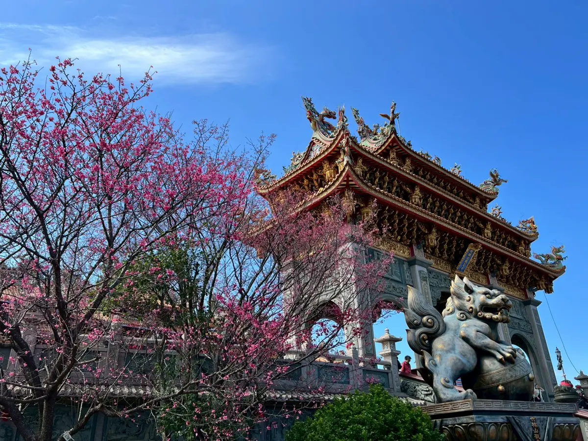 林口秘境大公開!竹林山寺櫻花海盛開,賞花祈福一次滿足