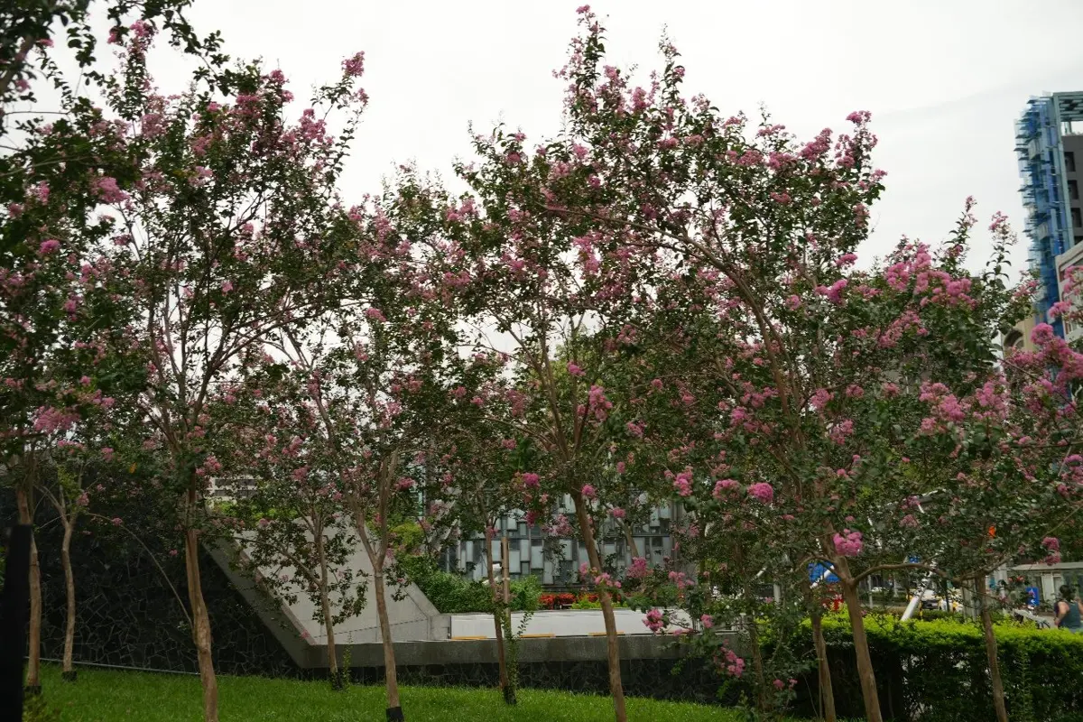 紫薇綻放今夏 大安森林公園成都市綠洲