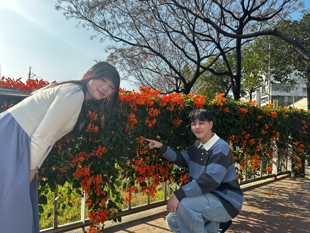 蘆洲走春新秘境!鴨母港溝「橘紅炮仗花瀑布」蓄勢待發,春節賞花攻略大公開
