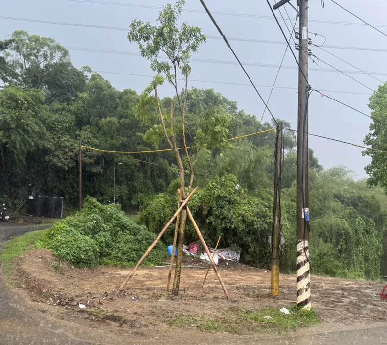 網傳「內湖RIP」引熱議!公園處澄清:光臘樹已平安移植