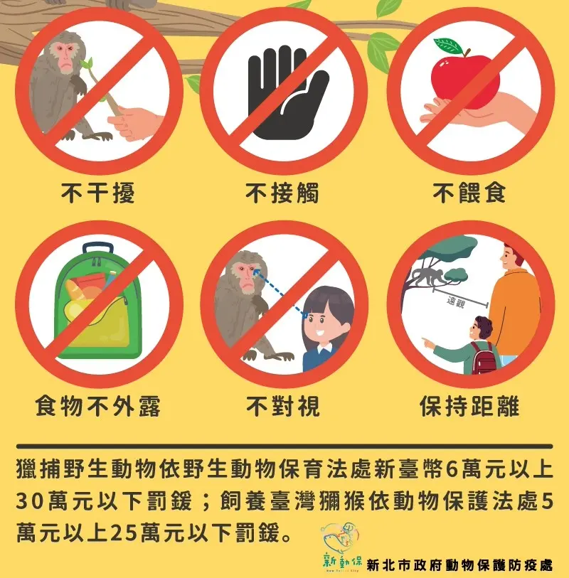 新北獼猴闖民宅、毀農作!動保處傳授「5不原則」自保,違法飼養最高罰25萬