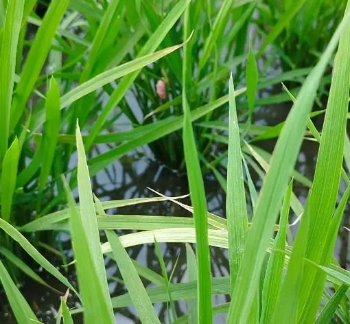 梅雨季來襲!花蓮水稻爆「稻熱病、白葉枯病」雙重危機 縣府急籲農友搶救收成