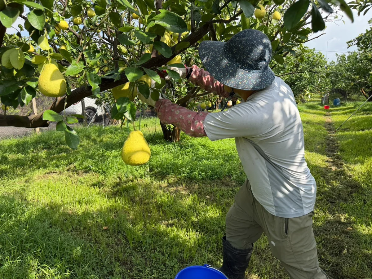圖片來源：臺南市政府