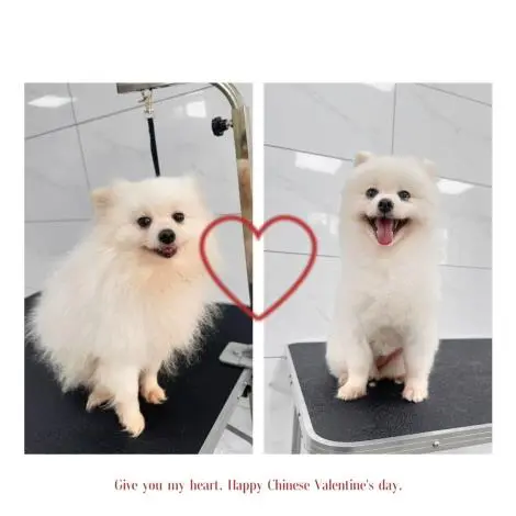 苗栗浪犬「洗頭做造型」秒變萌寵!苗收推寵物美容,認養率大增近5成