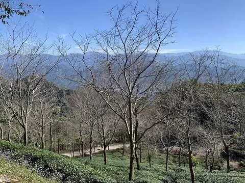 台南私房溫泉秘境！楠西龜丹「美人湯」療癒身心 冬季限定瑜珈體驗名額倒數