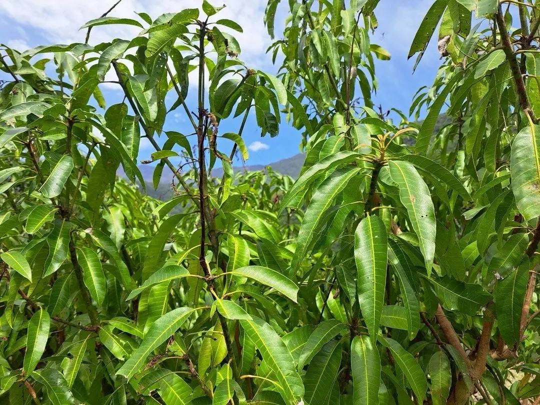 圖片來源:花蓮縣政府
