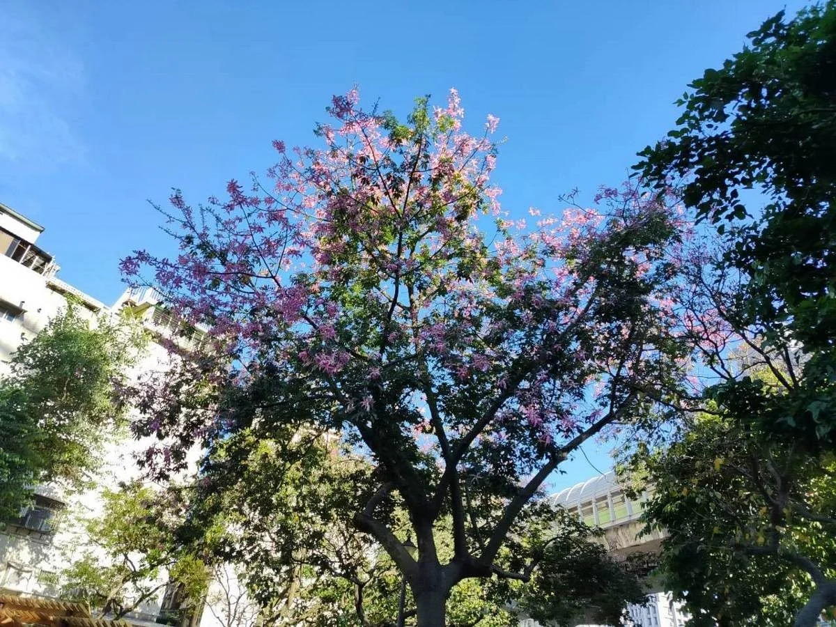 圖片來源:臺北市政府