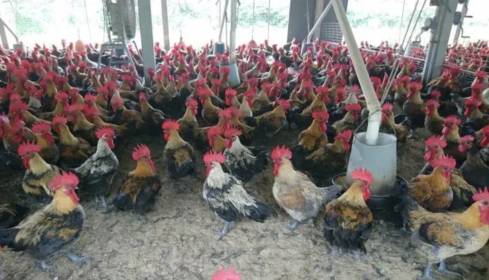 圖片來源:臺南市政府