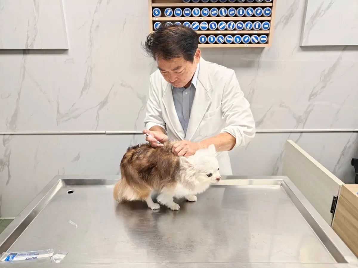 新北毛爸媽必看!20家績優動物醫院名單出爐,未打狂犬病疫苗最高罰15萬