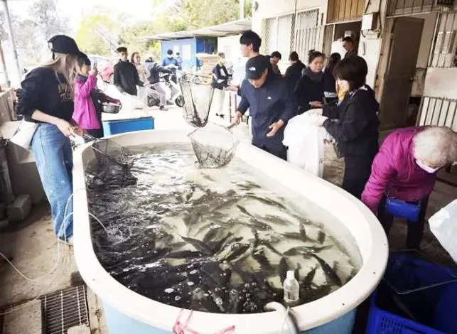 金門農工鱸魚10分鐘搶光!在地人曝「秒殺秘訣」:支持學生又有好料