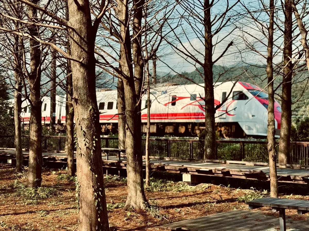 貢寮落羽松祕境翻紅!季節限定「金黃畫布」登場,搭火車就能到