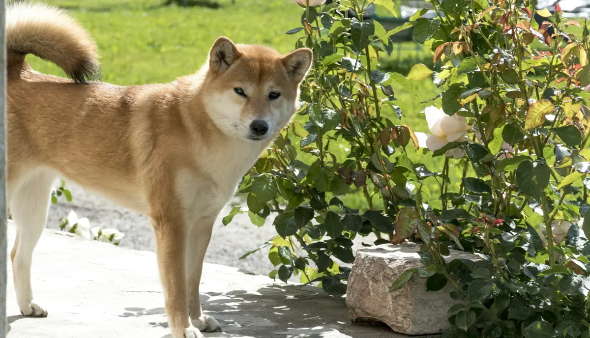 金門新住民攜手柴犬上課 探討生命與責任