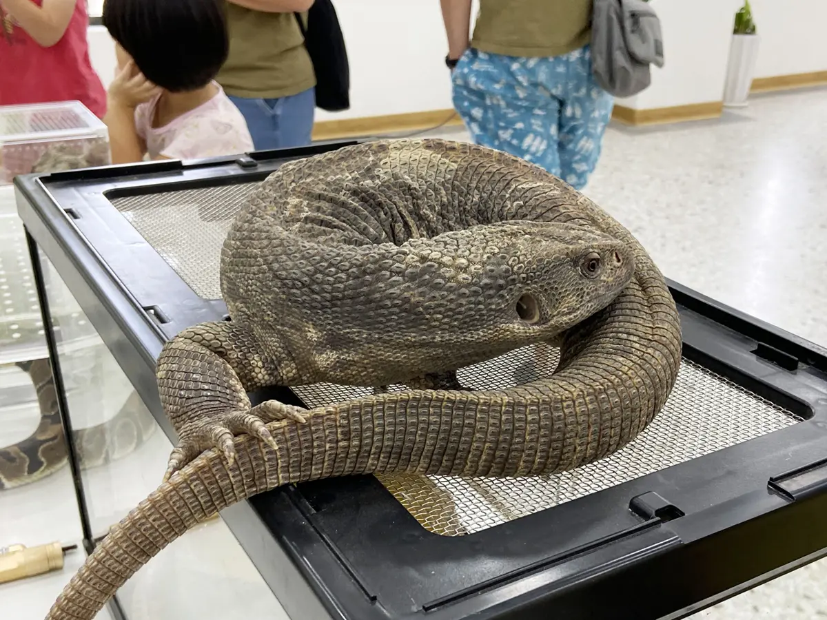 花蓮首推動物體驗營 提升多樣動物認知
