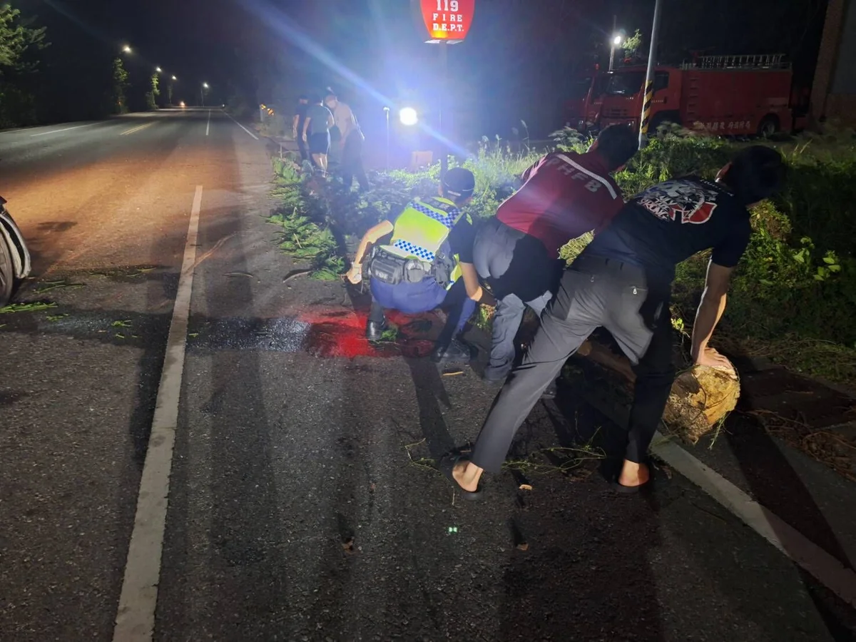 強勁東北季風吹倒南洋杉阻車道！湖西警消摸黑合力移樹恢復交通