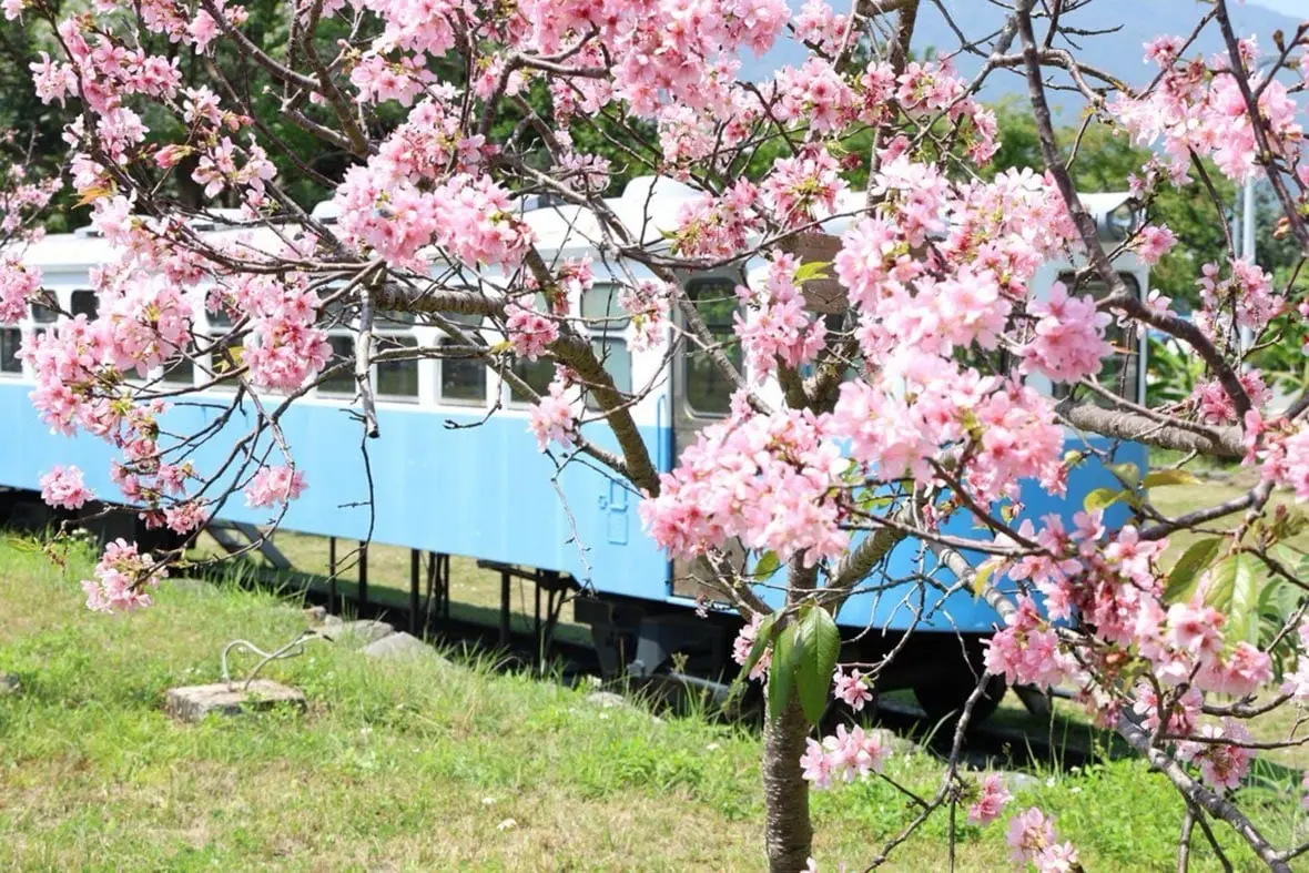鐵道旁百株櫻花盛宴 干城鐵道櫻花公園成新打卡點