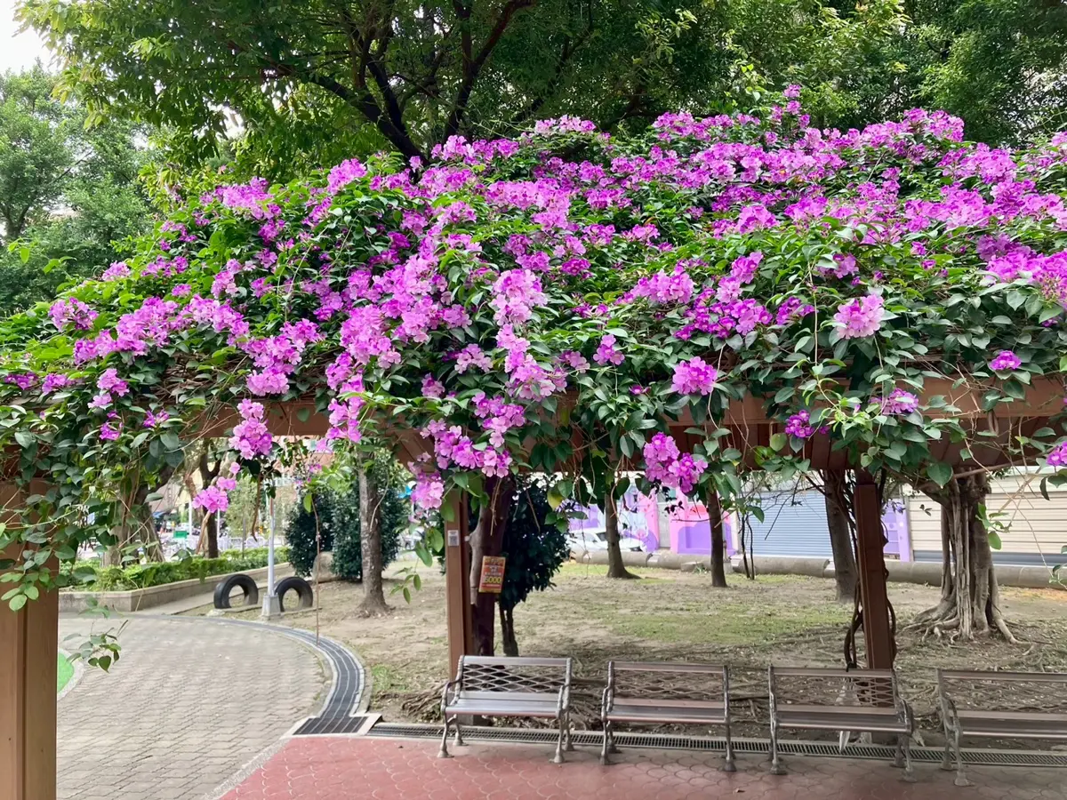 圖片來源:新北市政府