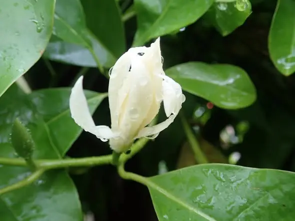 圖片來源:屏東縣政府客家事務處
