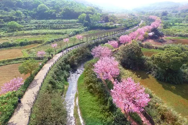 新北賞花懶人包!全台唯一「木蓮花海」秘境大公開,順遊天元宮、三芝櫻花隧道