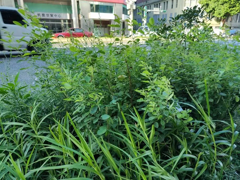 圖片來源:臺北市政府